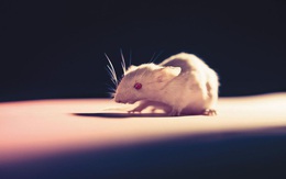 OncoMouse - Con chuột bị cấy gen ung thư một thời làm xáo trộn cả giới nghiên cứu khoa học, khiến ĐH Harvard phải mang tiếng xấu đến tận hôm nay