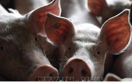Đức kêu gọi Trung Quốc không cấm nhập khẩu thịt lợn của Đức do dịch tả lợn châu Phi
