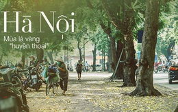 Con đường cây "huyền thoại" ở Hà Nội lại phủ đầy lá vàng rồi, phải chăng là mùa thu sắp về?