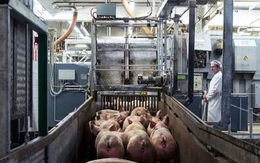 Đức dừng xuất khẩu thịt lợn sang thị trường ngoài EU