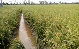 Sau hạn mặn, nông dân Tiền Giang được mùa, được giá vụ lúa Hè thu