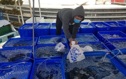Cả ngàn tấn cá mú bí đầu ra, giá giảm một nửa vẫn khó "giải cứu"
