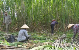 Ngành mía đường đang chịu “cú đấm kép” từ dịch Covid-19 và ATIGA