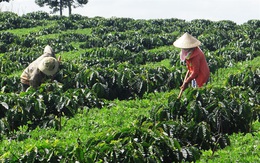 Việt Nam vượt Brazil trở thành nhà cung ứng cà phê hàng đầu vào Nhật Bản