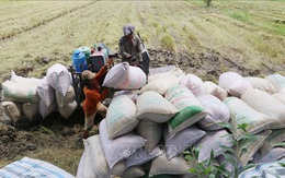 Thị trường nông sản tuần qua: Giá lúa giảm, giá tiêu, cà phê phục hồi