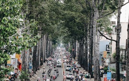 Sau vụ cây xanh bật gốc đè chết người: Vẫn còn nhiều cây đã già cỗi có rễ lộ thiên, nhánh vươn ra mặt đường ở Sài Gòn
