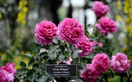 Chuyện ít biết về loài hoa hồng mang tên Piaget: Từ vẻ đẹp thiên nhiên hóa tác phẩm nghệ thuật tôn vinh sự vĩnh cửu