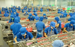 Fitch Solutions: Việt Nam ngày càng có nhiều lợi thế về thuỷ sản nhờ EVFTA