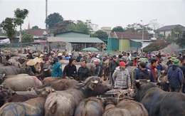 Nhộn nhịp chợ trâu, bò lớn nhất vùng Bắc Trung bộ