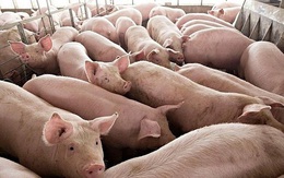 Đề nghị lập chuyên án điều tra về xuất lậu lợn sang Trung Quốc