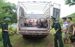 Phối hợp chỉ đạo tăng cường kiểm soát vận chuyển lợn, sản phẩm từ lợn qua biên giới