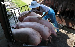 Thủ tướng yêu cầu bình ổn giá thịt lợn dịp cuối năm