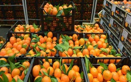 Xuất khẩu cam của Ai Cập tăng mạnh trong mùa dịch COVID-19