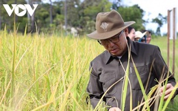 Campuchia xuất khẩu gạo tăng mạnh trong năm 2020