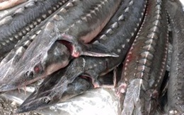 Người nuôi cá Đà Lạt lao đao vì cá tầm ngoại nhập