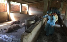 Chi hỗ trợ cho người chăn nuôi bị thiệt hại do dịch tả lợn châu Phi