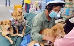 Áp lực dư luận vụ tiêu hủy 15 con chó, nữ Trưởng trạm y tế xã ở Cà Mau xin nghỉ việc