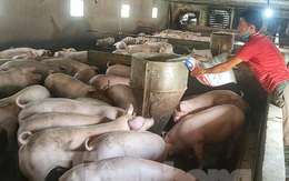 Giá lợn tụt dốc không phanh, cách nào ứng cứu?