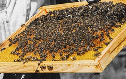 Không phải mật ong, đây mới là thứ được lấy ra từ tổ ong vừa giúp trị bệnh lại làm đẹp vô cùng hiệu quả mà nhiều người không hay biết