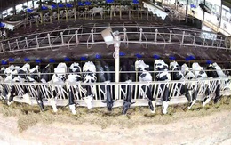 Ông Nguyễn Tử Quảng khoe công nghệ camera Bkav AI View trong nuôi bò