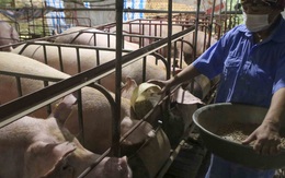 Giá lợn giảm sâu, nông dân “treo chuồng”, nguy cơ thiếu thịt vào cuối năm