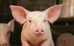 Giá thịt lợn đã ngưng đà giảm, dự kiến tăng ổn định trong 2 tuần tới