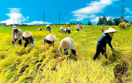 FIT đăng ký bán bớt 14,7 triệu cổ phiếu TSC của Nông nghiệp Cần Thơ