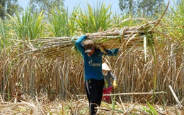 Nan giải chống lẩn tránh thuế