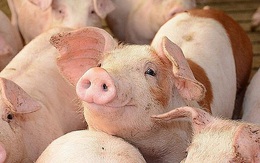 Lo ngại nguy cơ thiếu thịt lợn dịp Tết