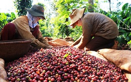 Giá cà phê lên đỉnh 10 năm lại ở thế "một mình một chợ" giai đoạn này, cơ hội nào cho xuất khẩu cà phê Việt Nam?