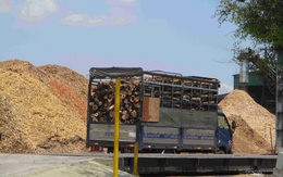 Bình Định có nhà máy chế biến gỗ gần 4.400 tỷ đồng