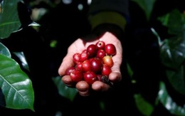 Giá cà phê đã cao nhất 10 năm và vẫn có thể tăng tiếp do nguồn cung cạn kiệt