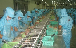Doanh nghiệp và nông dân nuôi cá tra tiếp tục “vật lộn” với COVID-19