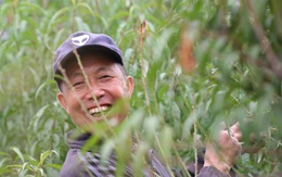 Người trồng đào Nhật Tân tất bật tuốt lá, lắp điều hòa chuẩn bị vụ hoa Tết
