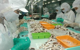 Xuất khẩu mực, bạch tuộc dự kiến đạt hơn 590 triệu USD trong năm 2021