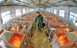 Trung Quốc công bố bước đột phá mới nhằm tách rời Mỹ: Sản xuất thức ăn chăn nuôi bằng... khí thải