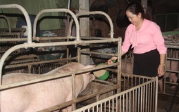Người chăn nuôi tỉnh Bình Định gặp khó do giá heo hơi xuống thấp
