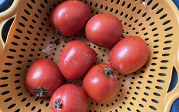 Giá cà chua tăng sốc, lên tới 65.000 đồng/kg