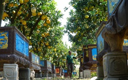 Mãn nhãn với vườn bưởi cảnh đắt giá lớn nhất ở Hưng Yên