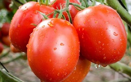 Sốt giá cà chua không chỉ ở Việt Nam