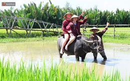 Nông dân Hội An thu đô la nhờ xịt nước hoa, bôi phấn cho… trâu để làm du lịch