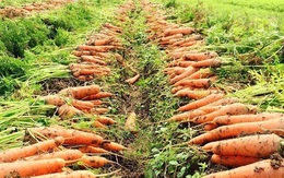 “Thủ phủ” cà rốt Cẩm Giàng còn hơn 20.000 tấn đang đến kỳ thu hoạch