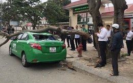 Nam tài xế và khách thoát chết khi vừa ra khỏi cửa thì cây đổ, đè bẹp xe taxi