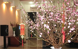 Những loài hoa trưng Tết mang vượng khí rước tài lộc vào nhà Những loài hoa trưng Tết mang vượng khí rước tài lộc vào nhà