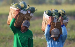 Dưa hấu được giá sau Tết