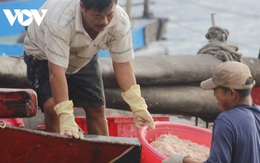 Cá cơm, ruốc biển giúp ngư dân Quảng Bình có thu nhập cao