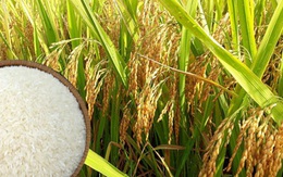 Trung Quốc năm nay sẽ thay thế Philippines trở thành nước nhập khẩu gạo lớn nhất thế giới