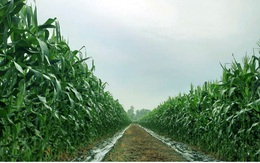 Nông dân Tiền Giang trồng bắp lãi gấp 2-3 lần so với trồng lúa
