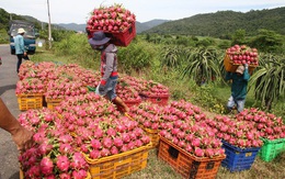 Rau quả Việt Nam xuất khẩu mạnh sang Thái Lan ​