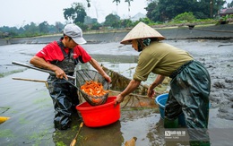 Cá chép đỏ cúng ông Công ông Táo ế, người dân buồn rầu tính phóng sinh